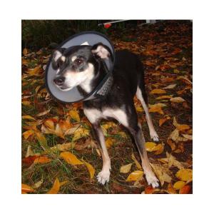 Halskrage med plyschkant