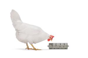 Snacksrulle för Höns Återvunnen plast