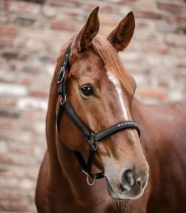 Waldhausen Grimma Athletic Svart