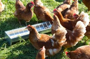 Fodertråg för Höns 100 x 10cm Galvad