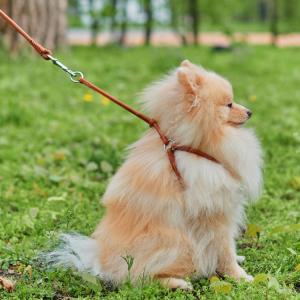 WAUDOG Soft Rundsytt Lädersele med Smart-ID Bricka