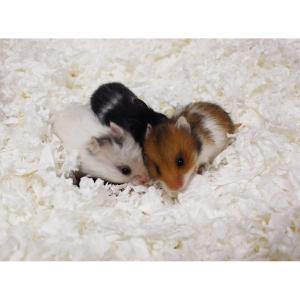 Naturligt pappersströ för Smådjur Vit 4.1L/570g