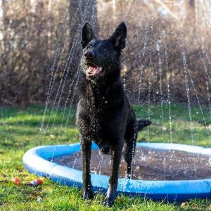 Ozami Dog Splash Pool 150cm
