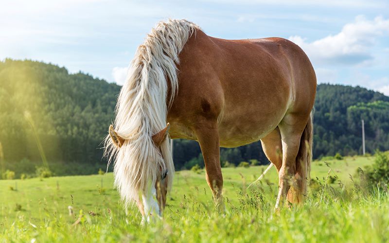 Flugmedel för hästens sommarplågor