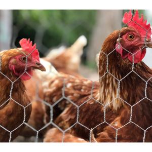 Hönsnät Sexkantsnät 50m