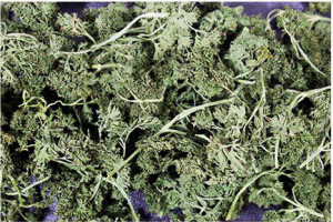 JR Farm Persiljesallad 50g