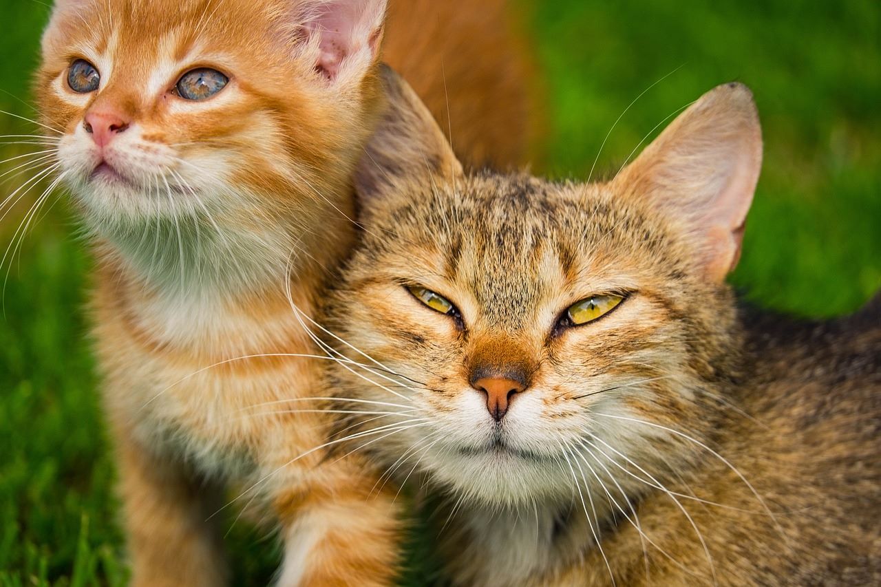 Introducera kattunge för andra djur