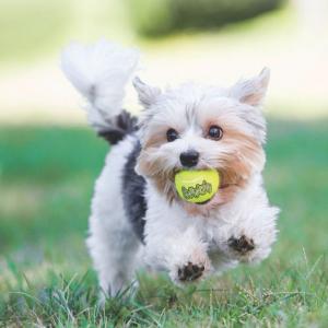 Kong Airdog Squeakair Tennisboll