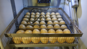 Äggkläckare RoboCipa 100 Automatisk Fukt & Temperaturkontroll