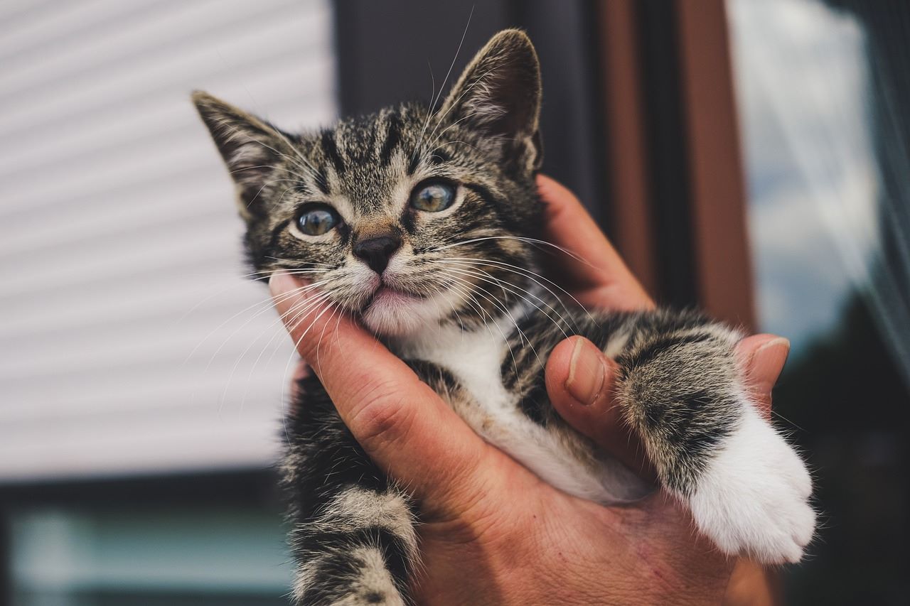 Guide - Skaffa kattunge