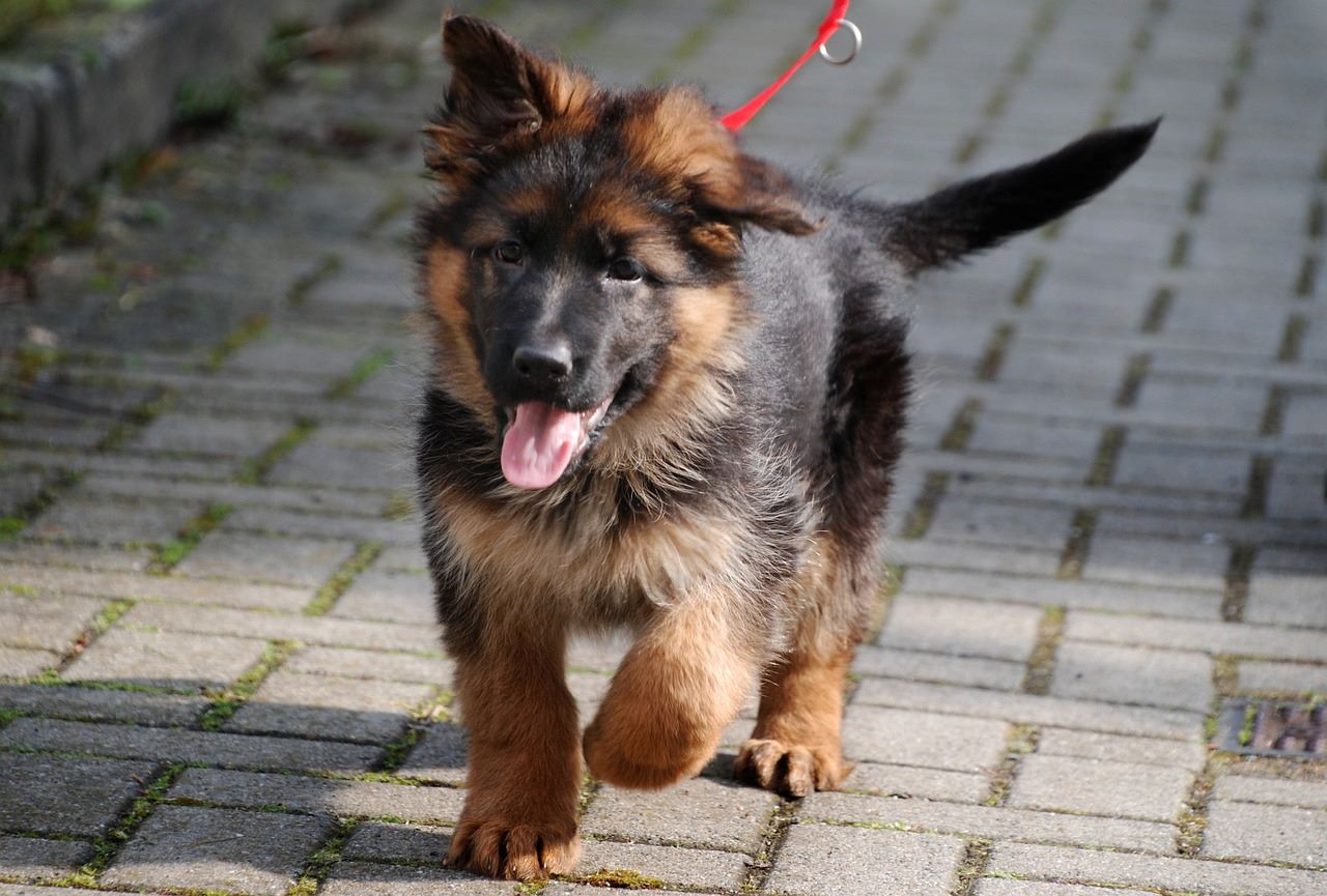 Startguide - Skaffa hundvalp
