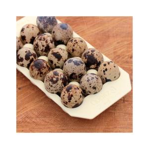 Vakteläggslåda i Silikon Pina Colada