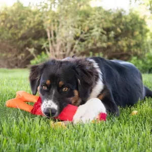 Hozies Jeffrey Jungle röd 30 cm - flytande hundleksak av brandslang