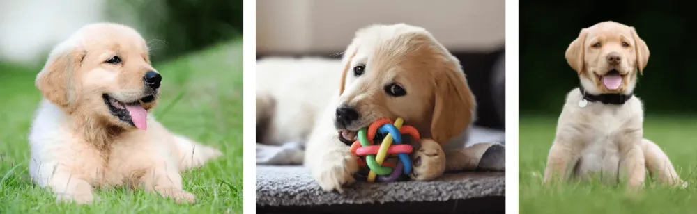 Golden retriever-valpar