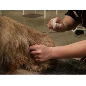 Show Tech Fingerkondomer large 100-pack