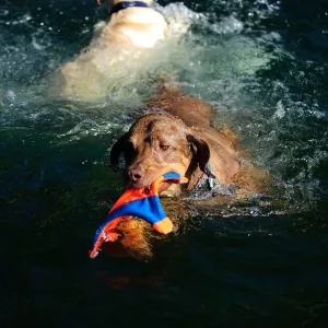 Chuckit! Flying Squirrel Medium 23 cm - flytande hundleksak