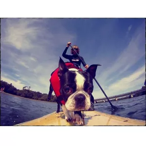 Ezydog flytväst för hund