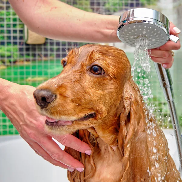 Att välja hundbadkar
