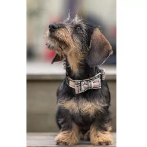 Gustaf & Evita hundhalsband Ruta med rosett