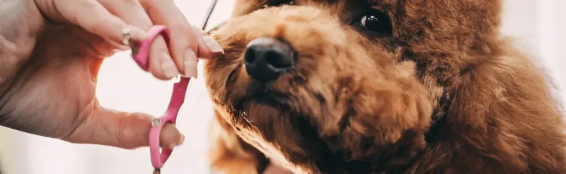 Lockig brun hund klipps med rosa hundsax