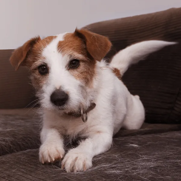 Jack russell terrier ligger i en brun soffa