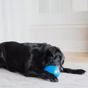 JW Mega Egg Lila Medium - hundleksak