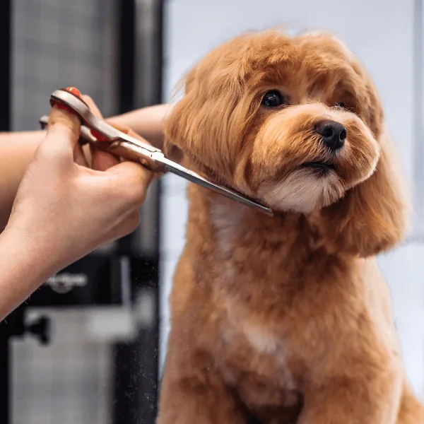 Lockig brun hund klipps runt nosen med sax