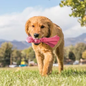 KONG Wubba Puppy hundleksak - blå