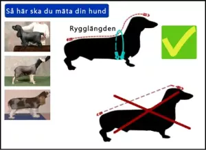 Pee jacket för småhundar