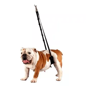 Show Tech Comfort Bellyband för små hundar