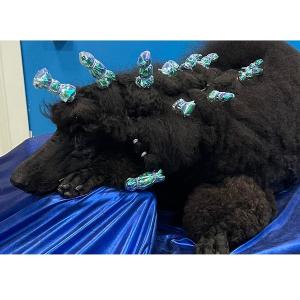 Show Tech Plastic wraps hologram skyddsark för hundpäls, skimrande i blå toner. 100-pack, 15x40 cm.