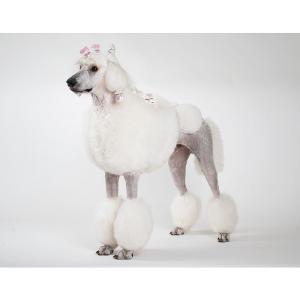 Show Tech Plastic wraps hologram skyddsark för hundpäls, skimrande i rosa toner. 100-pack, 15x40 cm.