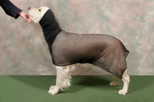 Torkdräkt - Dry dog coat - originalet