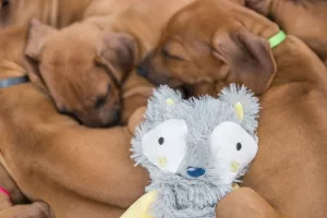 Trixie Junior Ekorre grå plysch med prasselljud - hundleksak