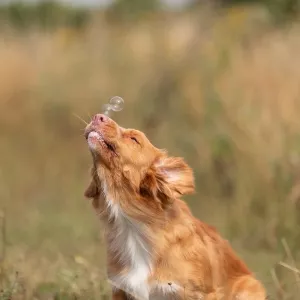 Trixie Såpbubblor med baconarom