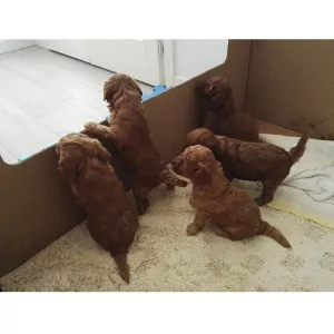 4Pups Valplåda wellpapp