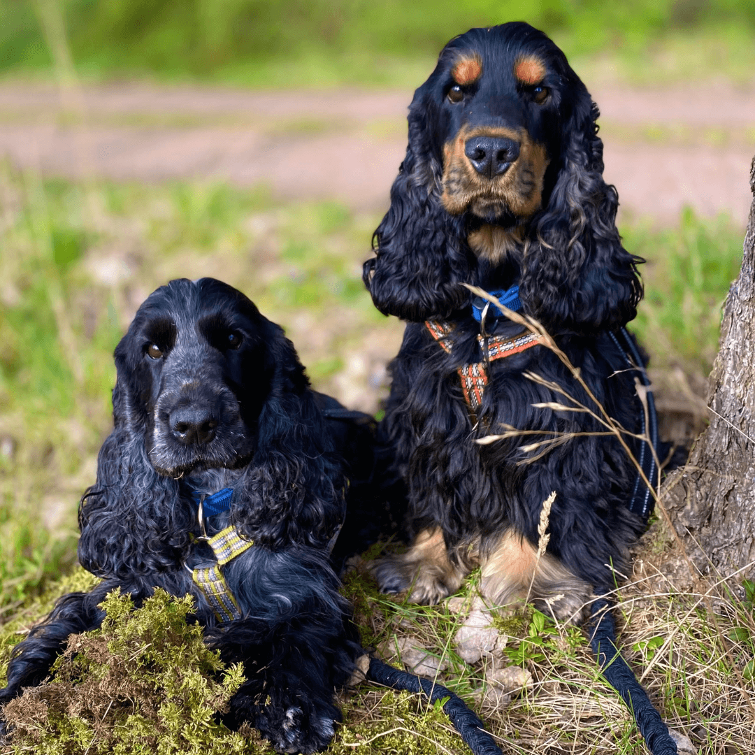 Pälsvård – Bästa produkterna för din Cocker Spaniel – 4Dogs