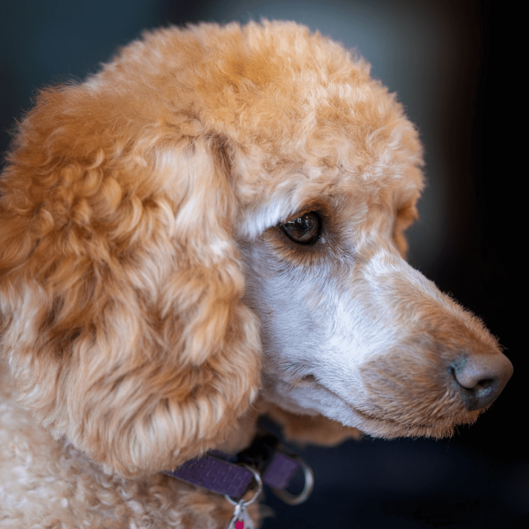 Pälsvård – Bästa produkterna för din Pudel – 4Dogs
