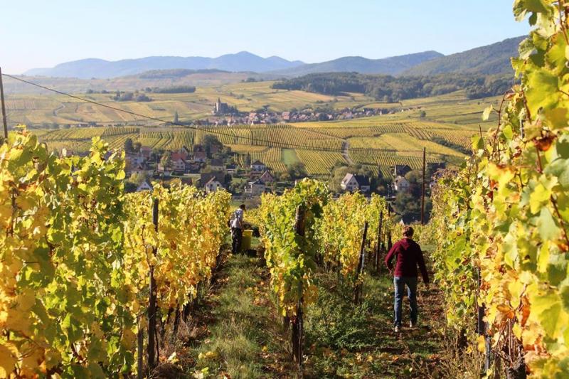Blandad Vinlåda - Upptäck Henry Fuchs (vitt, mousserande, rött & sött)