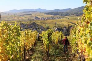 Blandad Vinlåda - Upptäck Henry Fuchs (vitt, mousserande, rött & sött)