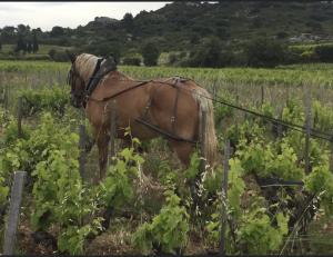 Blandad Vinlåda - Clos du Jas