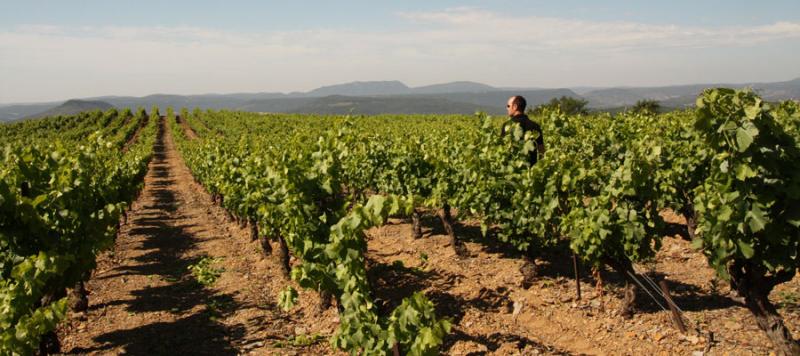 Blandad Vinlåda - Månadens producent "Les Vignes Oubliées" (rött/vitt)