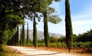 Blandad Vinlåda - Upptäck Domaine Richeaume (6 flaskor rött/vitt)