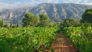 Blandad Vinlåda - Månadens viner (12 flaskor rött/vitt)