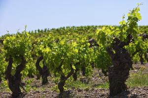 Prenumeration - 12 flaskor