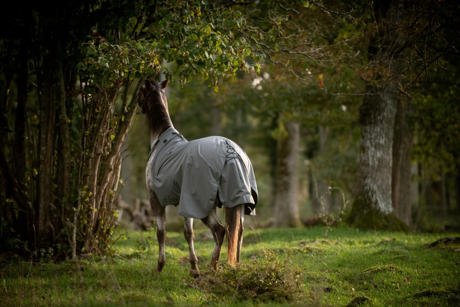 Häst i Freelayer-täcke äter ifrån ett träd, vilket illustrerar den rörelsefrihet och komfort som vår hållbara design erbjuder