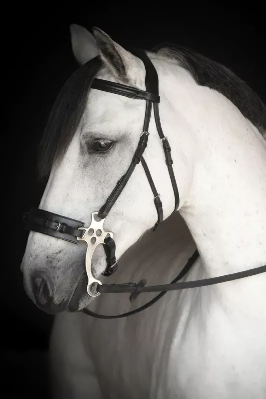 Lippo Hackamore Chester
