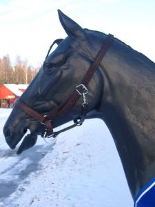 Lädergrimma Hubertus