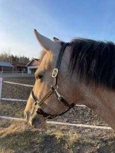 Lädergrimma Lippo special