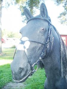 TRÄNS "Ordo Equester"